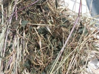 Sub Clover and Ryegrass Hay in Rolls