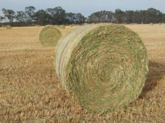 Sub Clover and Ryegrass Hay in Rolls
