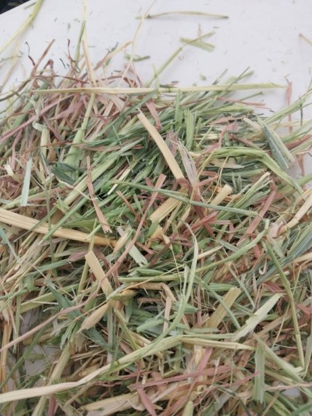 25' Season Oaten Hay in Round Bales