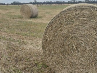 25' Season Oaten Hay in Round Bales