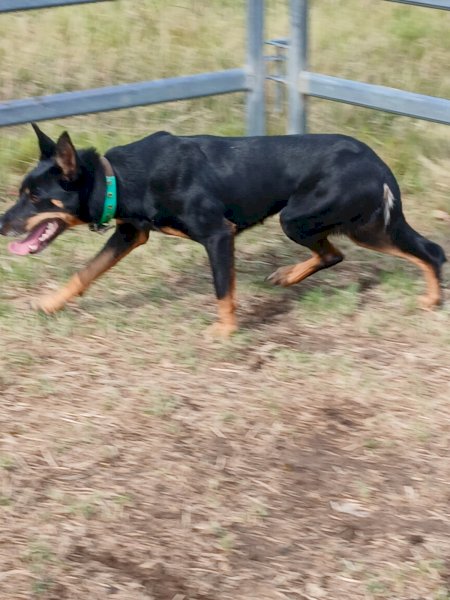Working Kelpie Bitch
