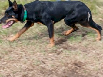 Working Kelpie Bitch