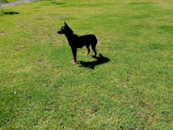 Working Kelpie Bitch