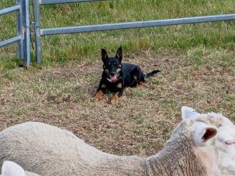 Working Kelpie Bitch