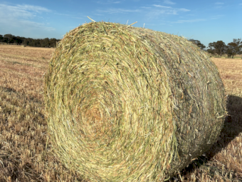 140 x Triticale Hay 5x4 Rolls