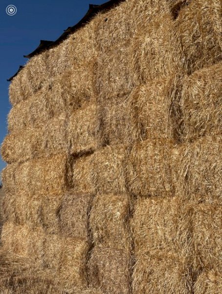 500MT Barley Straw 8X4X3 Large Square Bales