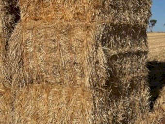 500MT Barley Straw 8X4X3 Large Square Bales