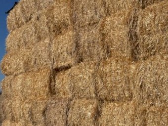 500MT Barley Straw 8X4X3 Large Square Bales