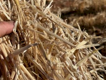 500MT Barley Straw 8X4X3 Large Square Bales