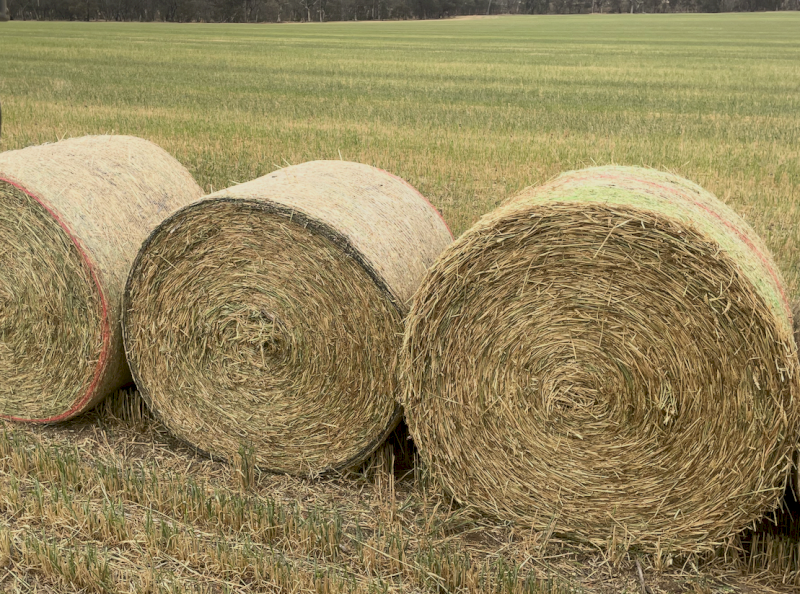 700 x Wheaten Hay 440kg Rolls