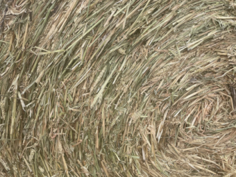 700 x Wheaten Hay 440kg Rolls