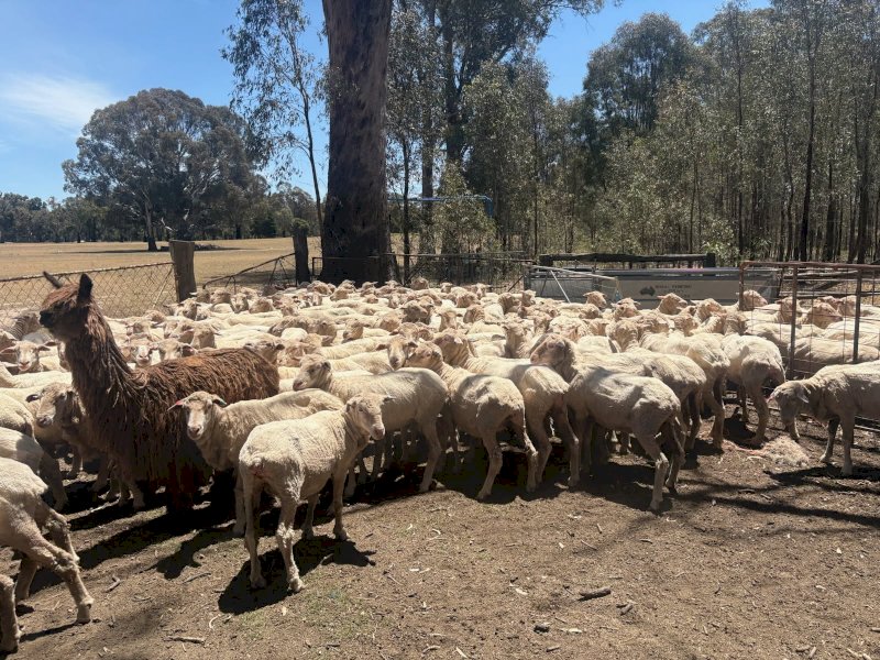 Merinos Ewes x 120