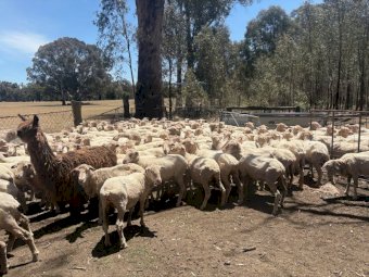 Merinos Ewes x 120
