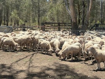 Merinos Ewes x 120