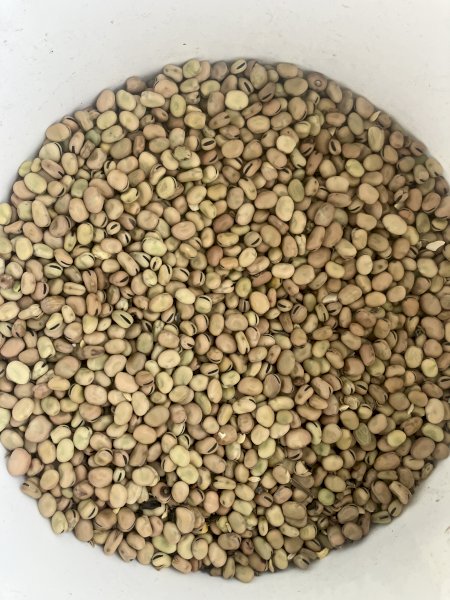 100 mt Feed Faba Beans