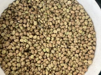 100 mt Feed Faba Beans