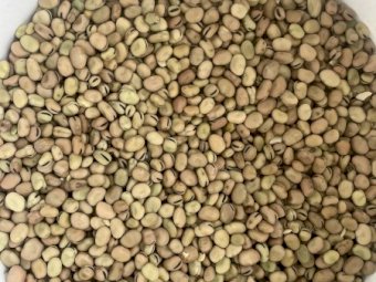 100 mt Feed Faba Beans