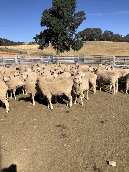 110 1st cross Ewe Lambs and hoggets