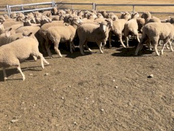 110 1st cross Ewe Lambs and hoggets