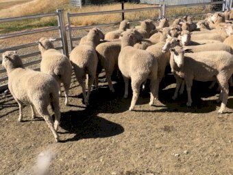 110 1st cross Ewe Lambs and hoggets