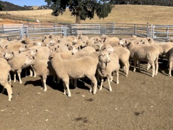 110 1st cross Lambs and hoggets