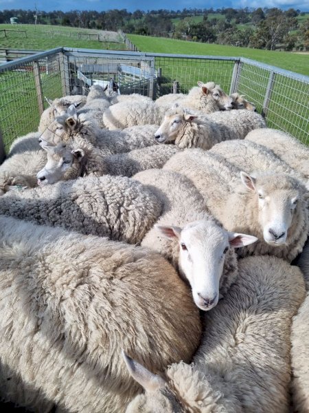 700 x Composite Ewe Dispersal