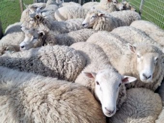 700 x Composite Ewe Dispersal