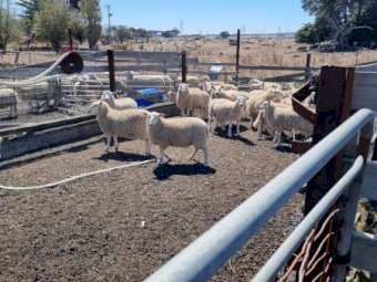 700 x Composite Ewe Dispersal