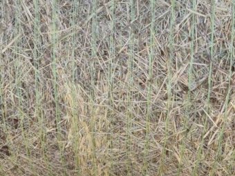 400 Rolls of Clover Rye Grass Hay