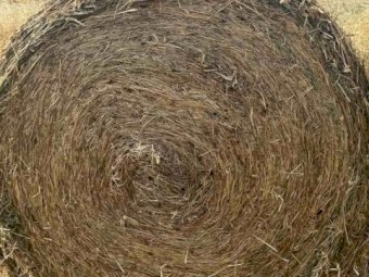 400 Rolls of Clover Rye Grass Hay