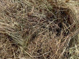 400 Rolls of Clover Rye Grass Hay