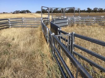 2022 Pastoral 600 Head Portable Sheep Yards