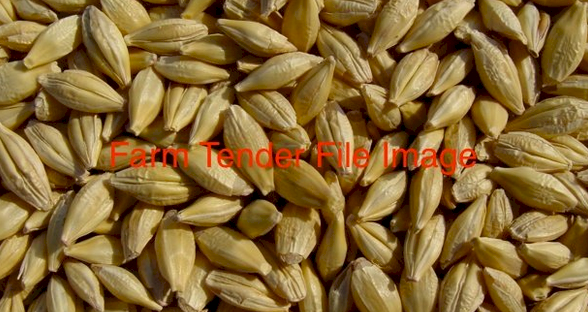 Barley Seed Available