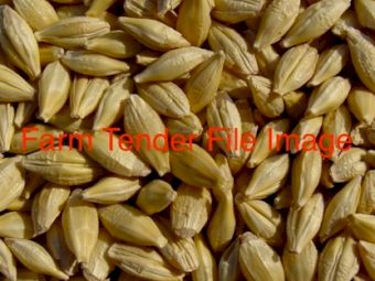Barley Seed Available