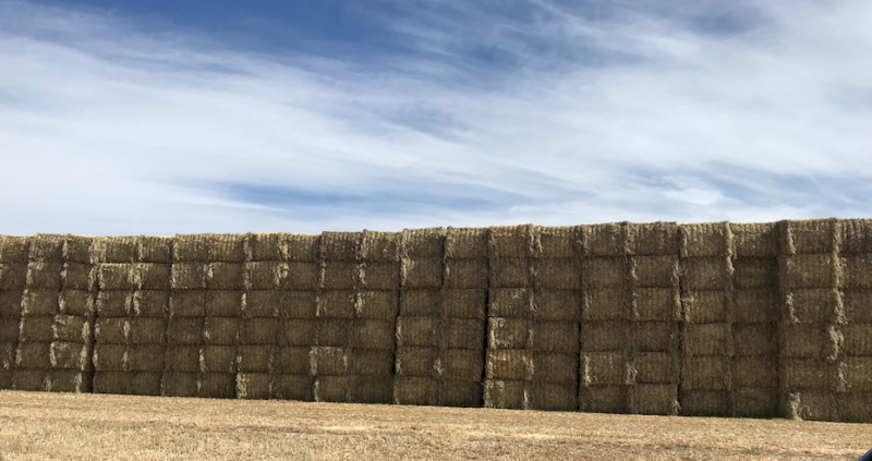 300mt Barley Hay 650kg 8x4x3 Bales