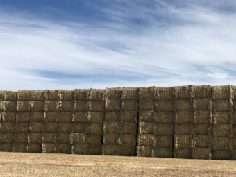 300mt Barley Hay 650kg 8x4x3 Bales