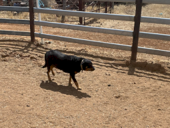 Black and Tan Kelpie Bitch