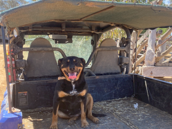 Black and Tan Kelpie Bitch