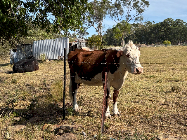 Hereford Cow