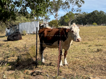 Hereford Cow