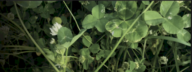 Single Super ex Newcastle