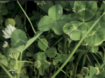 Single Super ex Geelong