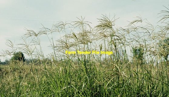 100 x Rhodes Hay 4x4 Rounds