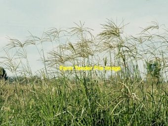 100 x Rhodes Hay 4x4 Rounds