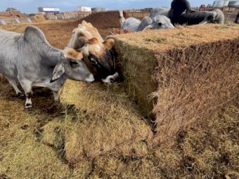 Cavalcade Hay 8X4X3 Large Square Bales