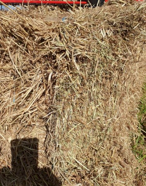 Jarra Grass Hay 8X4X3 Large Square Bales
