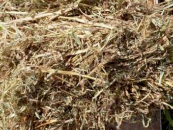 Jarra Grass Hay 8X4X3 Large Square Bales