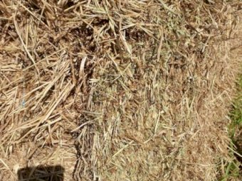 Jarra Grass Hay 8X4X3 Large Square Bales