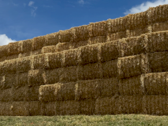 150mt Barley Straw 8x4x3 Bales