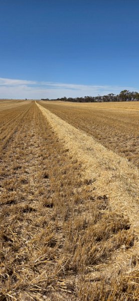 120Ha Barley Straw In Paddock Rows